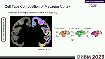 OHBM 2025 | Oral Session | Melina Tsotras | Cortical similarity networks are sensitive to age effe…