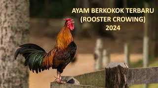 Ayam Berkokok Terbaru 2024 Berbagai Jenis (Rooster Crowing Different Breeds)