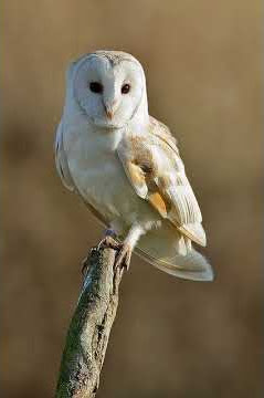 Scops Owl Sound (NCS)