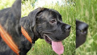 Cane corso italiano. Pro e Contro, Prezzo, Come scegliere, Fatti, Cura, Storia