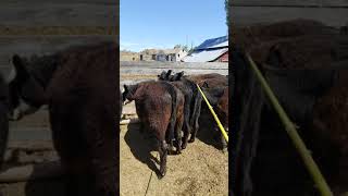 2019 Nogle Heifers - 2