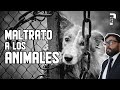 ¿Dios Castigara a los que Maltratan animales?