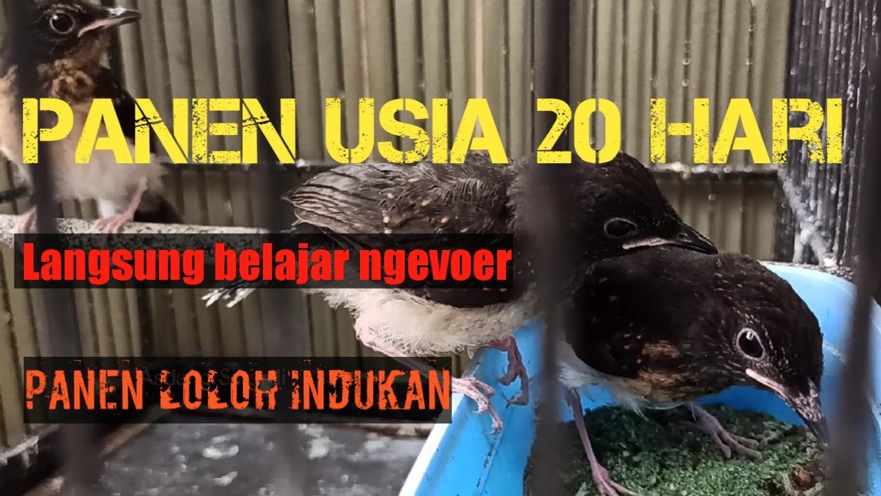 Panen trotol usia 20 hari‼️loloh indukan‼️bisa makan sendiri‼️bisa belajar makan voer 1-2 hari‼️TIPS