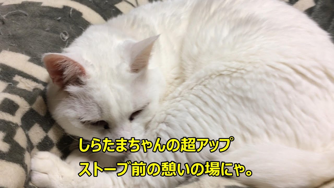 【猫】にゃんこ日和ちゃんねる。しらたまちゃんの超アップとストーブ前に集まれにゃ。【にゃんこ】