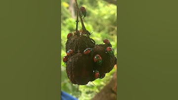 Bugs life 😳 #youtubeshorts  #animallife #bugs #nature #viralvideo #video #reels #life #youtube