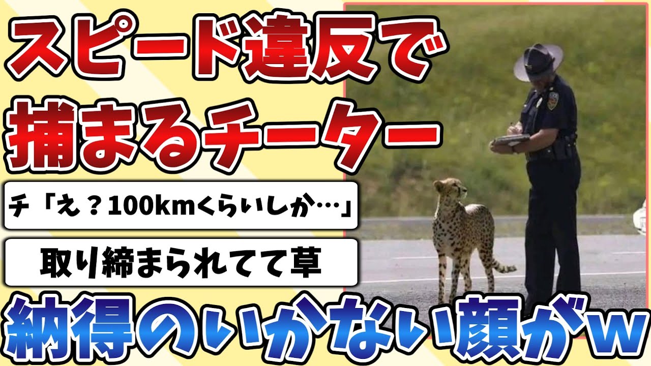 【2ch動物スレ】スピード違反で捕まってしまった野生の『チーター君』が納得いってない様子が可愛すぎるｗｗｗ