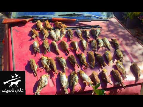 صوت طائر السمن في الصباح مجرب