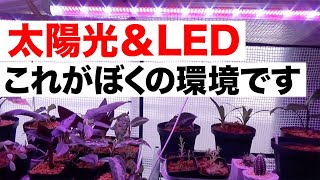 【観葉植物】室内育成での太陽光＆LEDの光量についてお話しします！【植物育成用ライト】