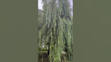 Плакучая Ива