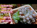 TAKE CARE & PROPAGATE HAWORTHIA | CHĂM SÓC VÀ NHÂN GIỐNG SEN ĐÁ KIM CƯƠNG | 다육식물 | 多肉植物 | Suculentas