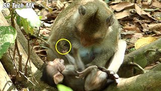 OMG..! Young mum Viola weaned little baby Vixen, Baby Vixen c-ryy loudly