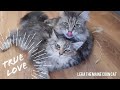 Maine coon love | even after seven months mother still washes her kitten every day