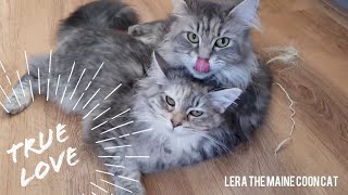 Maine coon love | even after seven months mother still washes her kitten every day