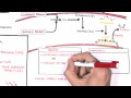 Pulmonary Embolism PART II