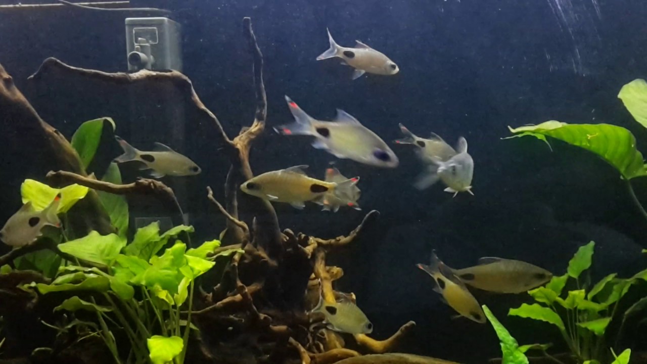 Dawkinsia Assimilis (Mascara Barbs ) YouTube