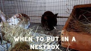 Rabbit nestbox installation: tips and tricks by Broken Arrow Farm 441 views 2 months ago 3 minutes, 11 seconds