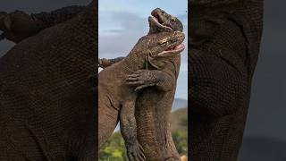 Tebak-tebakan, Tebak hewan #shorts #komodo