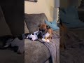 Boxer egoísta se niega a compartir el hueso con un cachorro amigable