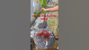 Xuống núi củ sâm rừng Lai Châu siêu víp nặng 400g, dài cong 50cm hơn 30 năm tuổi củ già đanh rễ đẹp.