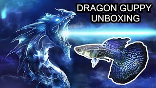 Dragon Guppy Unboxing Guppy Farm Update