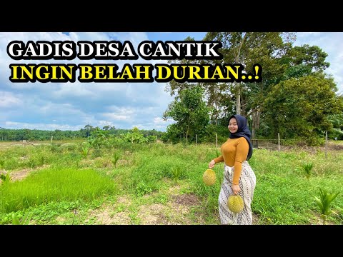 GADIS DESA CANTIK BELAH DURIAN SAAT MUSIM BUAH DURIAN DI KAMPUNG DURIAN RUNTUH.