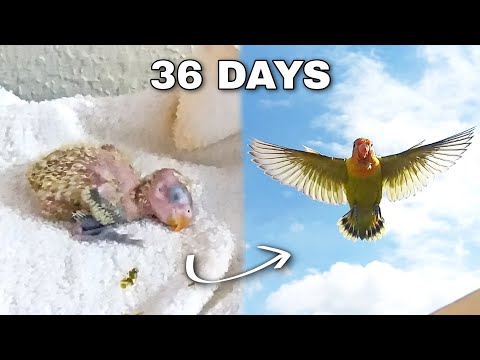 FROM BABY BIRD TO FREE FLIGHT!
