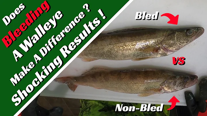 Does Bleeding A Walleye Make A Difference ? Shocking Results !