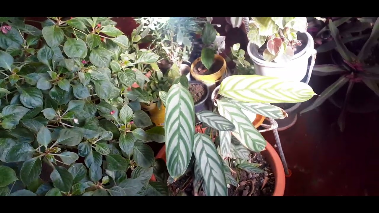 Mənim ev güllərim 🥰Gözəlləri artığ evə yığmışam🥰🥰