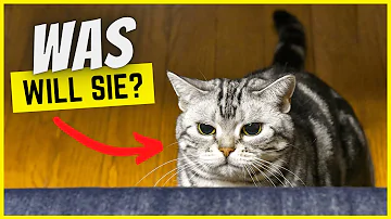 Wie power ich meine Katze aus?