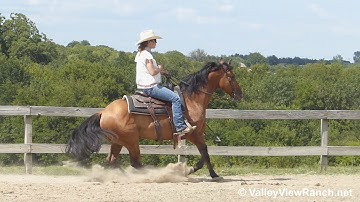 Rappin Aristocrat - SMOOTH lead changes, easy jog, big stops! - ValleyViewRanch.net