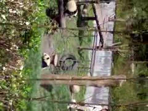 trees off pandas falling