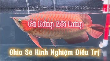 Cá Rồng Bị Nổi Lưng | Chia Sẽ Kinh Nghiệm Và Phương Pháp Điều Trị #arowana