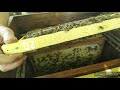 Как работает пойманный рой пчел пересаженный в улей. Осмотр 16.07.2020