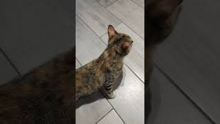 Je te montre comment savoir si ton chat est en chaleur #chaton #kirachatsauvage #chatsauvage #chat