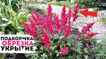 Сделайте это с астильбой осенью в октябре и ноябре для подготовки к зимовке!