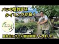秋に美しく咲かせる為のバラの夏剪定解説