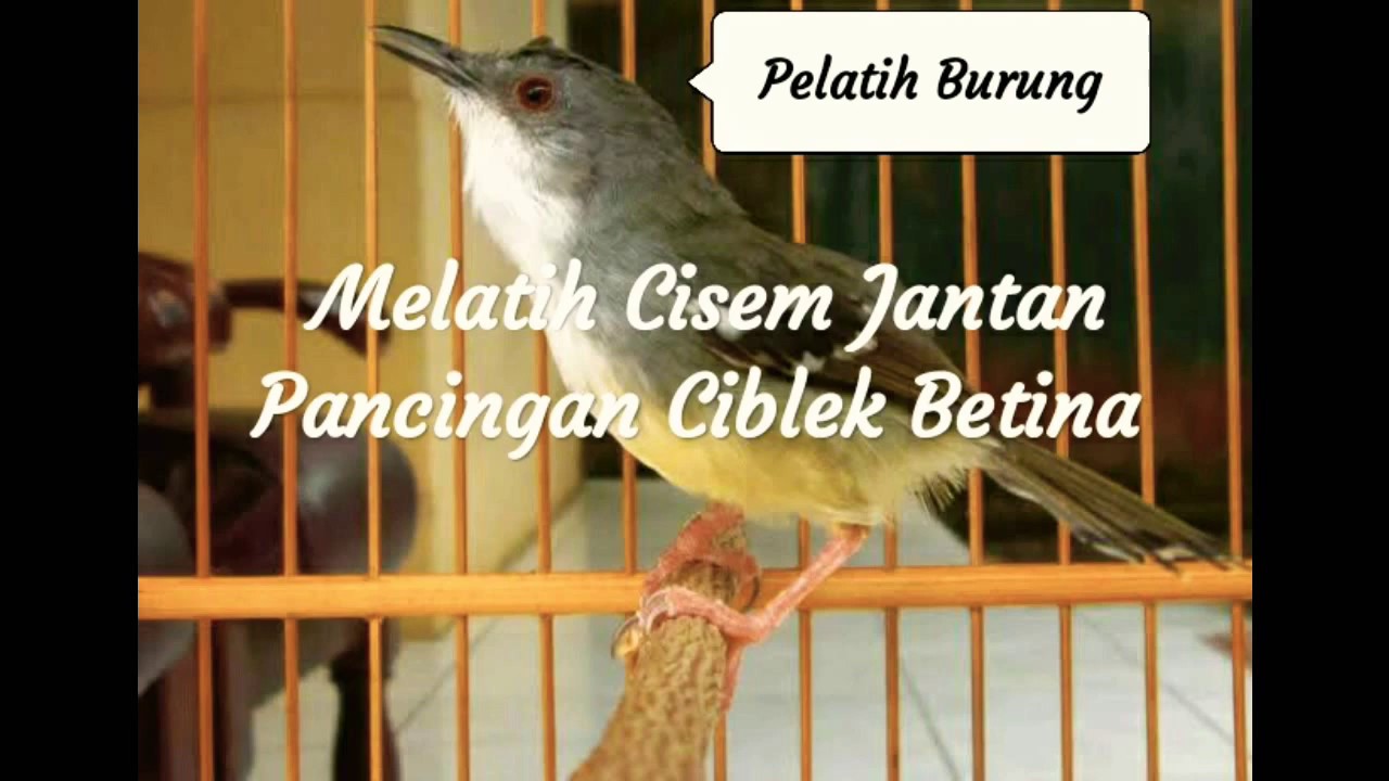 Suara Masteran Burung Ciblek Semi & Gunung (Cigun) Dijamin Gacor 