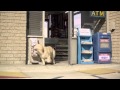 Esto es lo Que Pasaría si los Perros Condujeran Autos