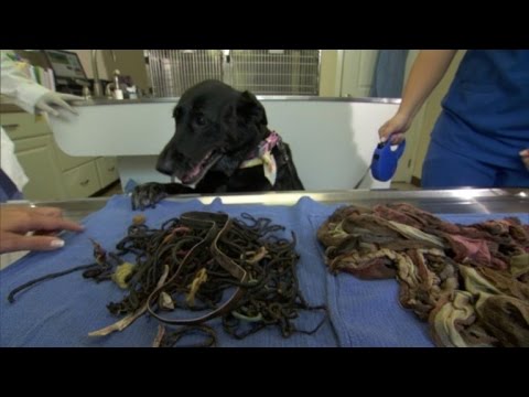 Dog Survives After Eating 62 Hair Ties, 8 Pairs of Underwear