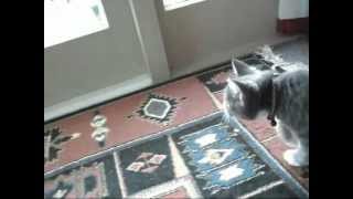 Toby kitty talking to his prey.... by Poohnz 76 views 11 years ago 45 seconds
