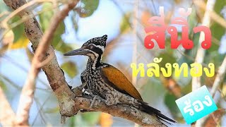 เสียงนกหัวขวานสีีนิ้วหลังทอง Greater Flameback #Shorts screenshot 4