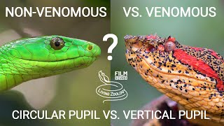 Deadly venomous snakes and eyes, vertical and circular pupil, many snake species from the world