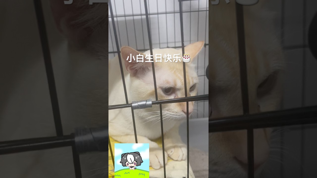 对 他就是每次直播在那边叫的猫 #vtuber #马v  | MYViki