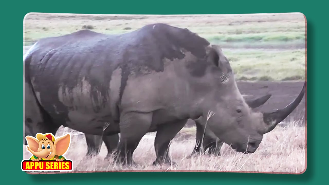 Rhinoceros - Fun Facts - YouTube