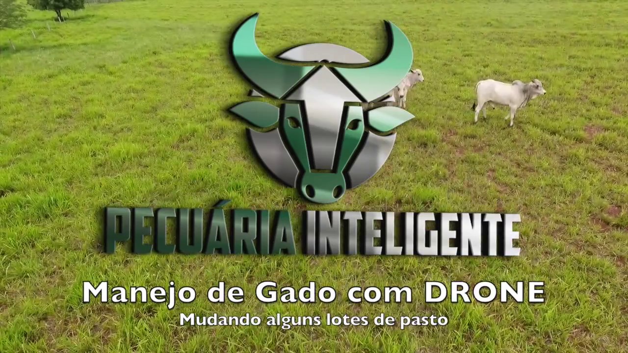 Pecuária Inteligente] Manejo de gado com Drone - YouTube