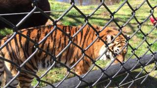 Baloo, Shere Khan, and Leo: Valentine&#39;s Day at Noah&#39;s Ark