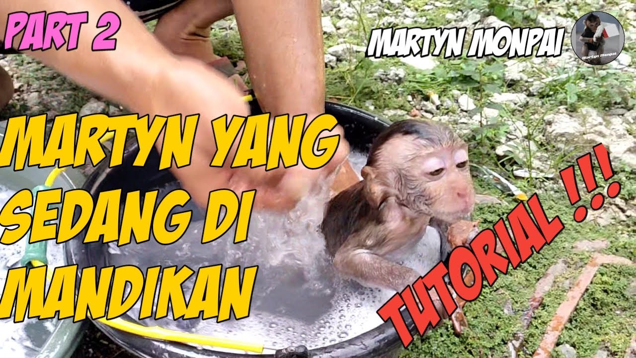 Martyn monpai || Part2, Cara Memandikan Baby Monkey Lucu.
