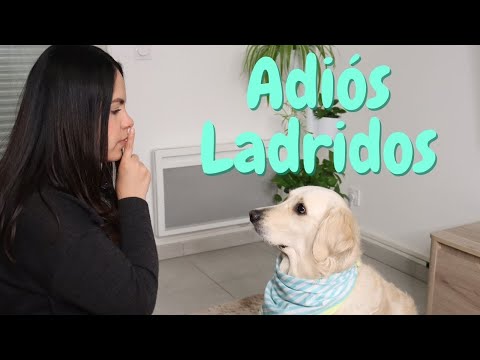 Video: Los Perros Ladrarán: Lidiar Con Ello - Puramente Cachorro