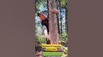 Traditional method of tapping pine trees