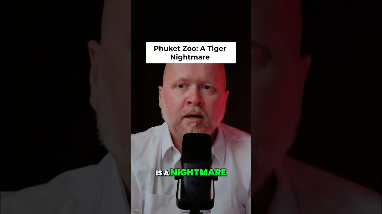Phuket Zoo Nightmare: Tiger Attack Close Call! #shorts